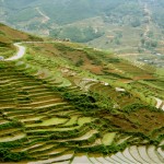 Terraced Rice Fields