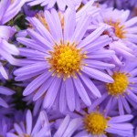 Sea Asters